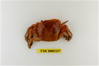 藏品(字紋弓蟹)的圖片